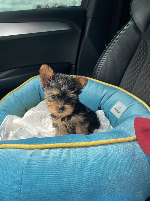 Красиві мініки йорк