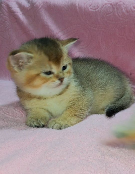 Три девочки золотые шиншиллы