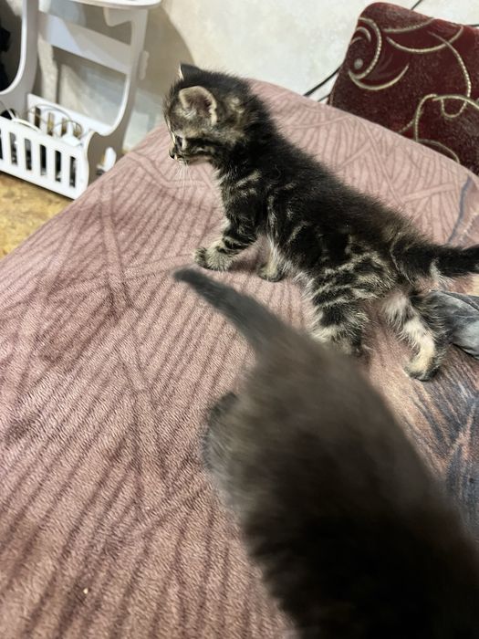 Продам маленьких котяток