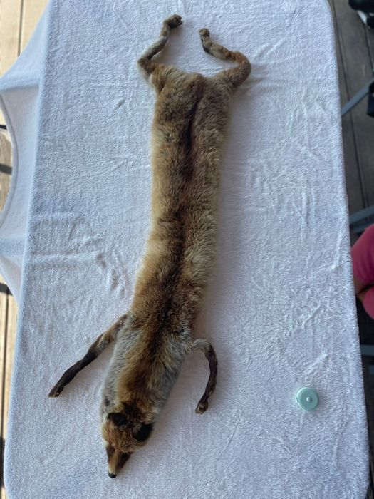 Kołnierz z całego lisa a La prl