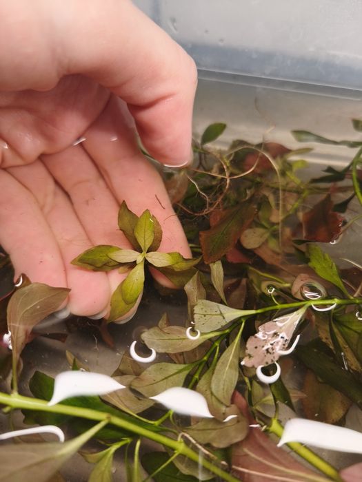 Ludwigia Repens? Lub Parigata