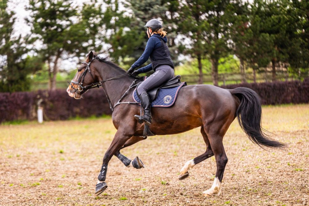 Siodło skokowe Prestige Power Jump 17/33