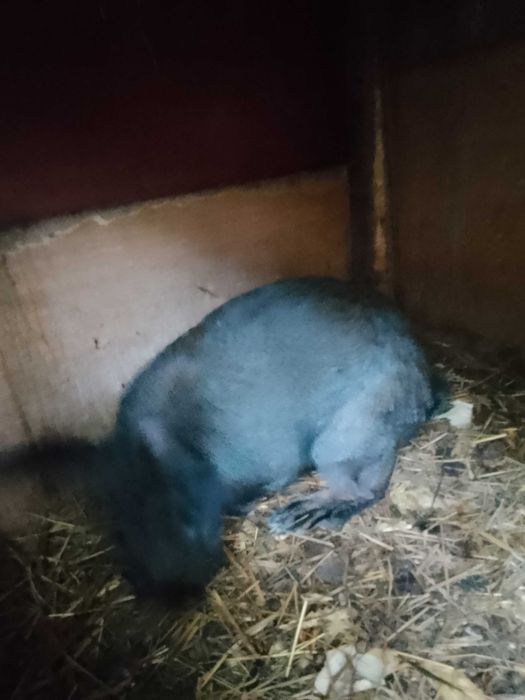 Sprzedam króliki samice