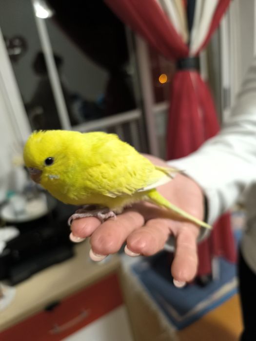 Piriquitos para acabar de criar a mão