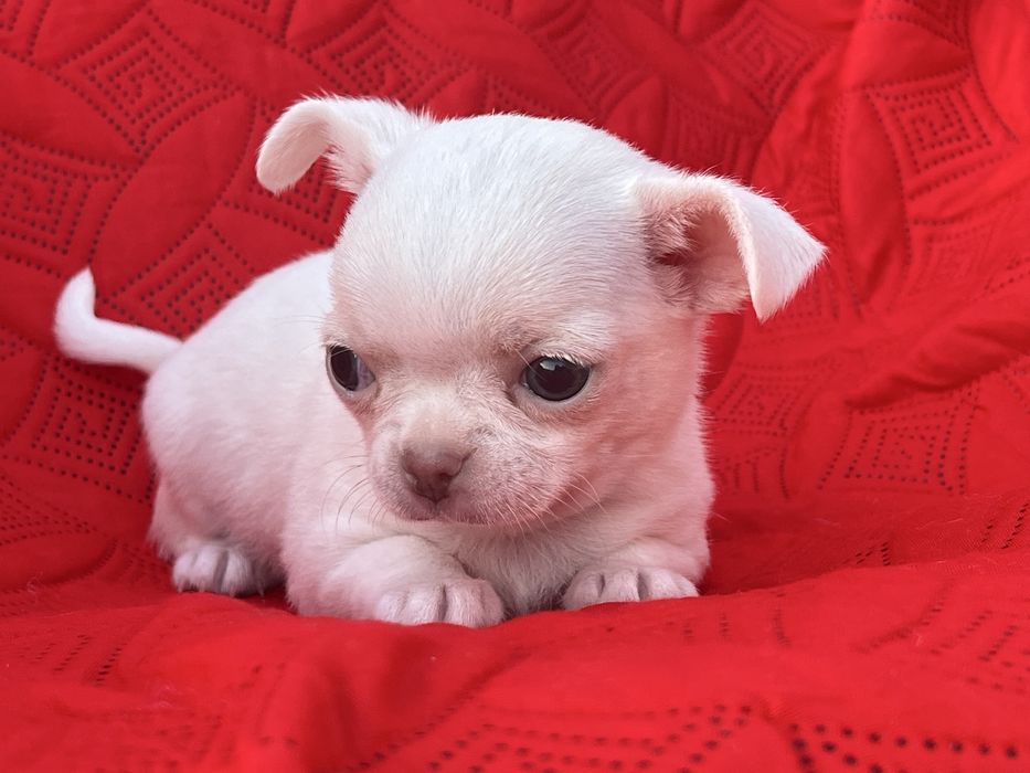 Chihuahua Macho Pelo Curto