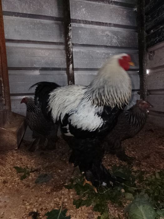 Ovos disponível brahmas e Jersey gigante