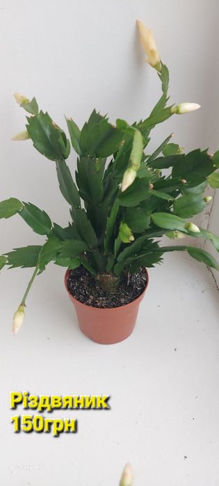 Продам кімнатні квіти