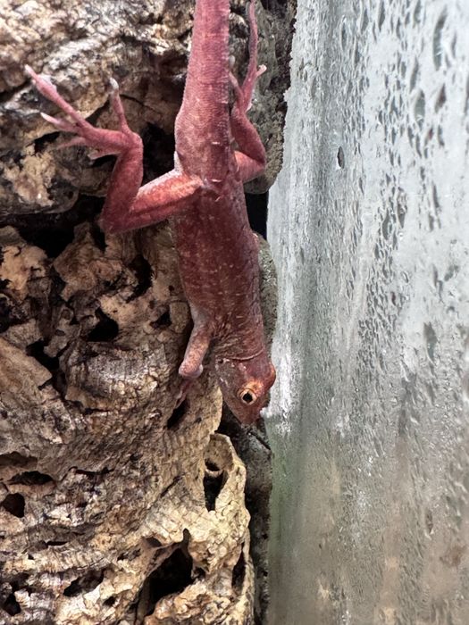 Anolis sargei red