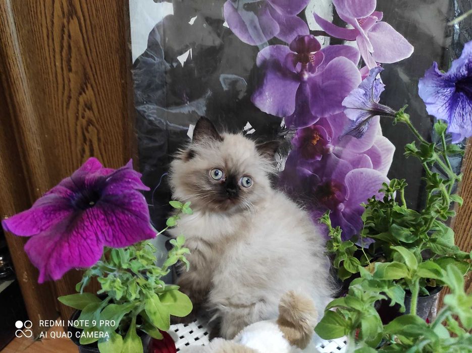 Котенок персидский гималайский