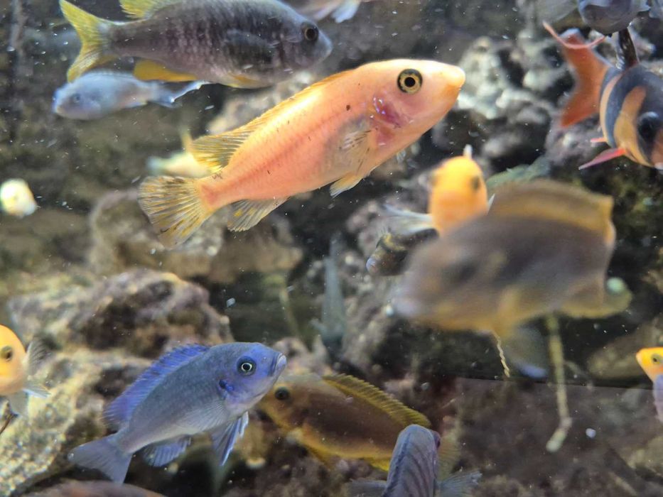 Pyszczak wysmukły Labeotropheus trewavasae Thumbi West, para, samica po pierwszej inkubacji, pyszczaki, Malawi