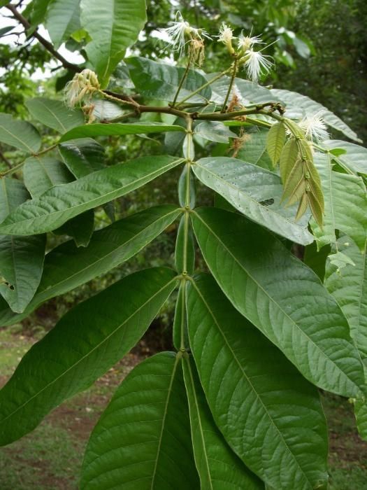 Arvore de fruto Ingá edulis subtropical