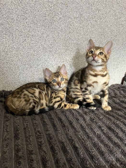 Бенгальські кошенята