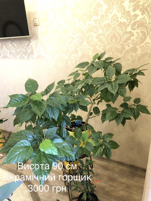 Продаю квіти для інтерʼєру