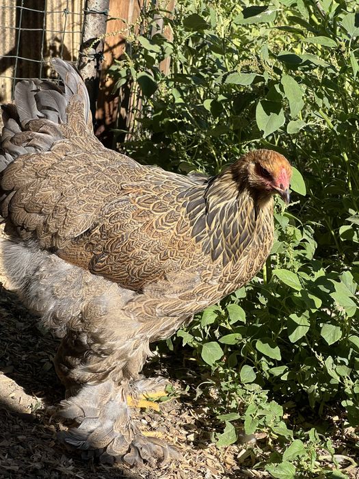 Brahma perdiz femea