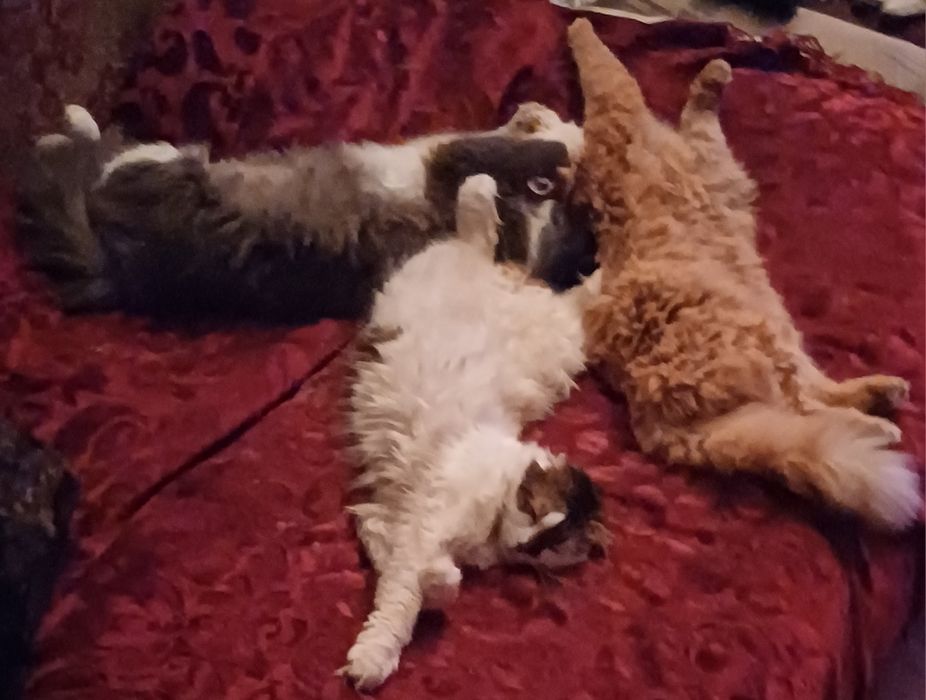 Нужна помощь для животных