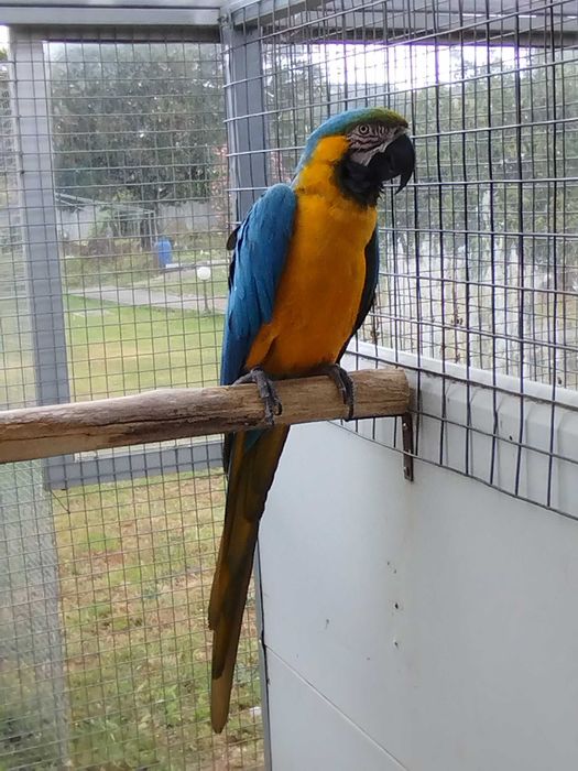 Arara ararauna macho _ venda ou troca