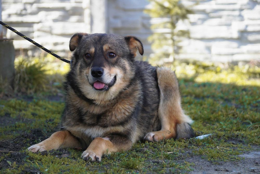 Ufo - niewielki pies szuka domu