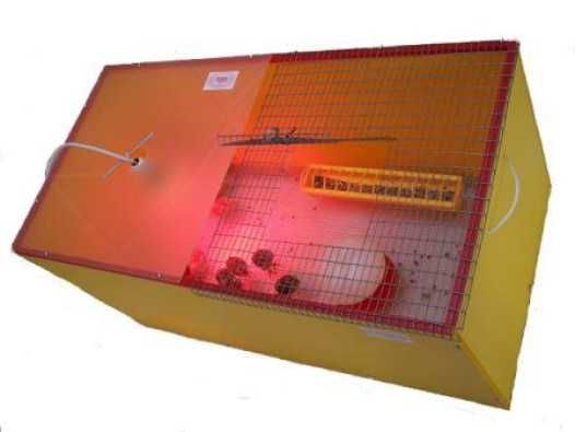 Criadeira Chick Max com Acessórios para Pintos, Codornizes