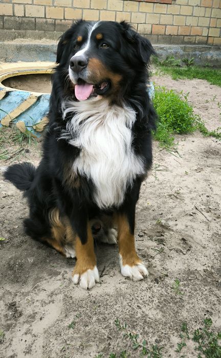 В'язка Бернський Зененхунд