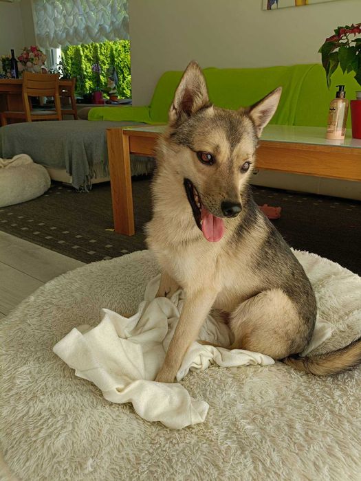 Kajro poleca się do adopcji