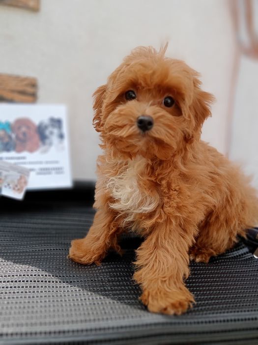 Люксовий малючокF2.