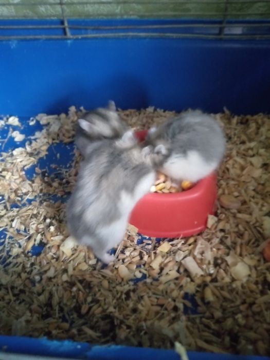 Хомячки Кременчуг