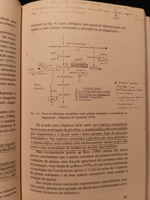 Fisiologia e bioquímica da respiração das plantas superiores - José Co