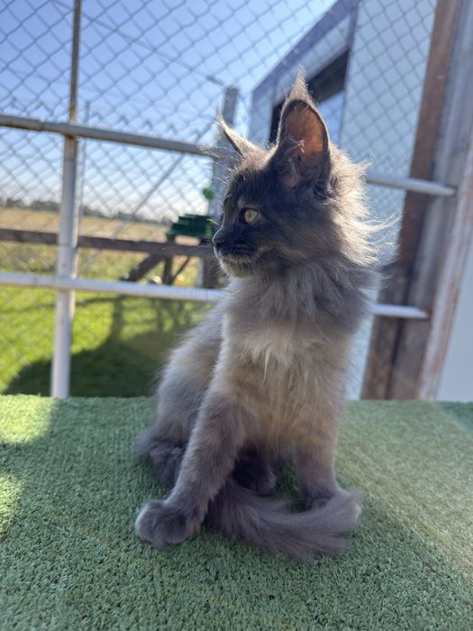 Kotki maine coon FPL gotowe do nowego domu