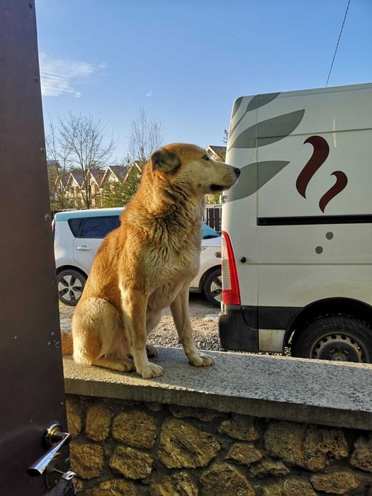 собака дівчинка домашня шукаємо власників метис акіта іну