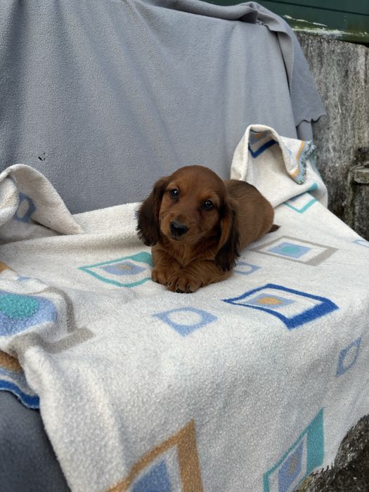 Teckel femea miniatura pelo comprido