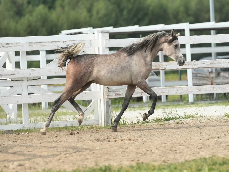 Perdono KL – koń arabski – ogierek