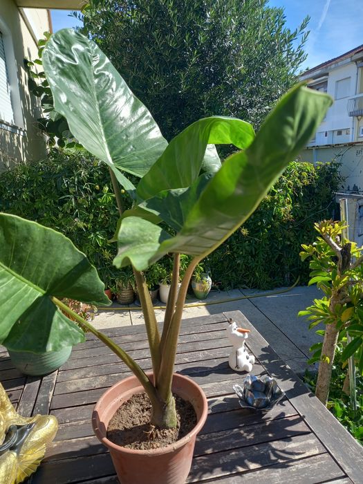 Planta de Orelhas