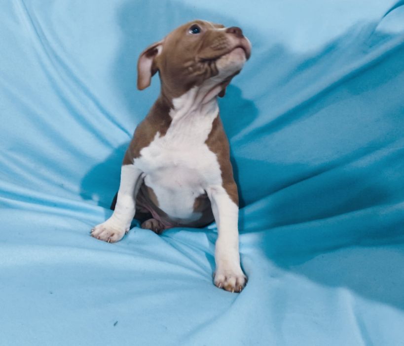 American pitbull red nose