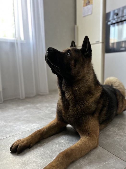 В‘язка кобель Американська акіта