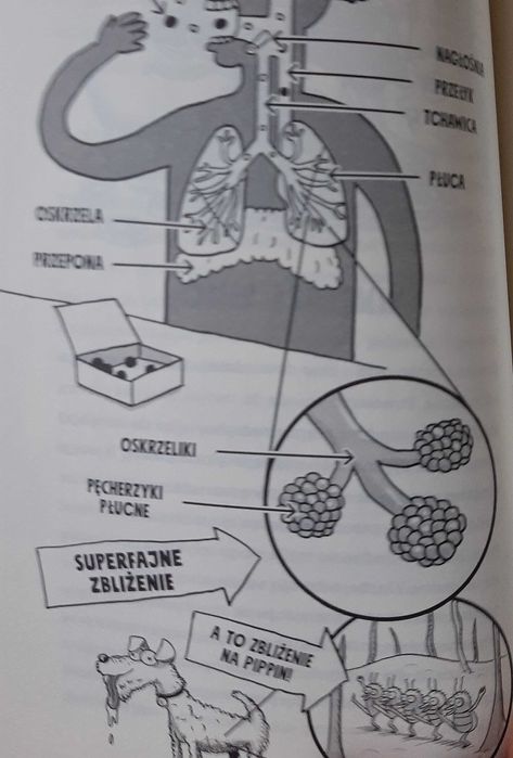 Adam Kay Twoja Anatomia