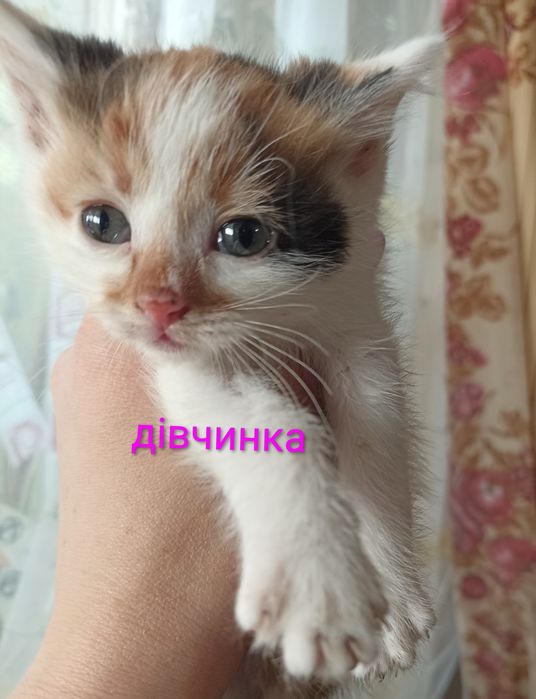 кошенята шукають родину