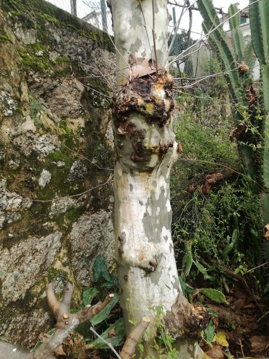 Nogueira,e plátano lindo.para madeira..
