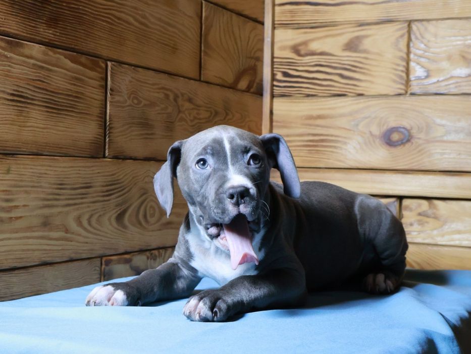 Цуценята Амстаффа готові до переїзду. З гарним родовідом