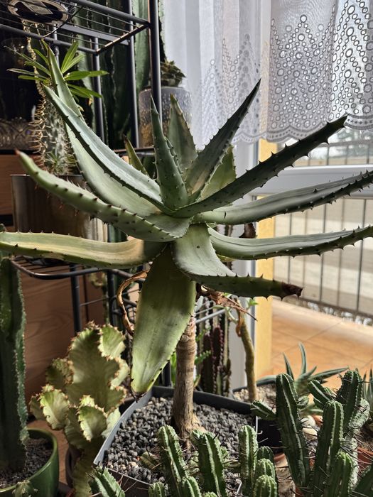 Aloes uzbrojony- Aloe Ferox rzadki okaz!