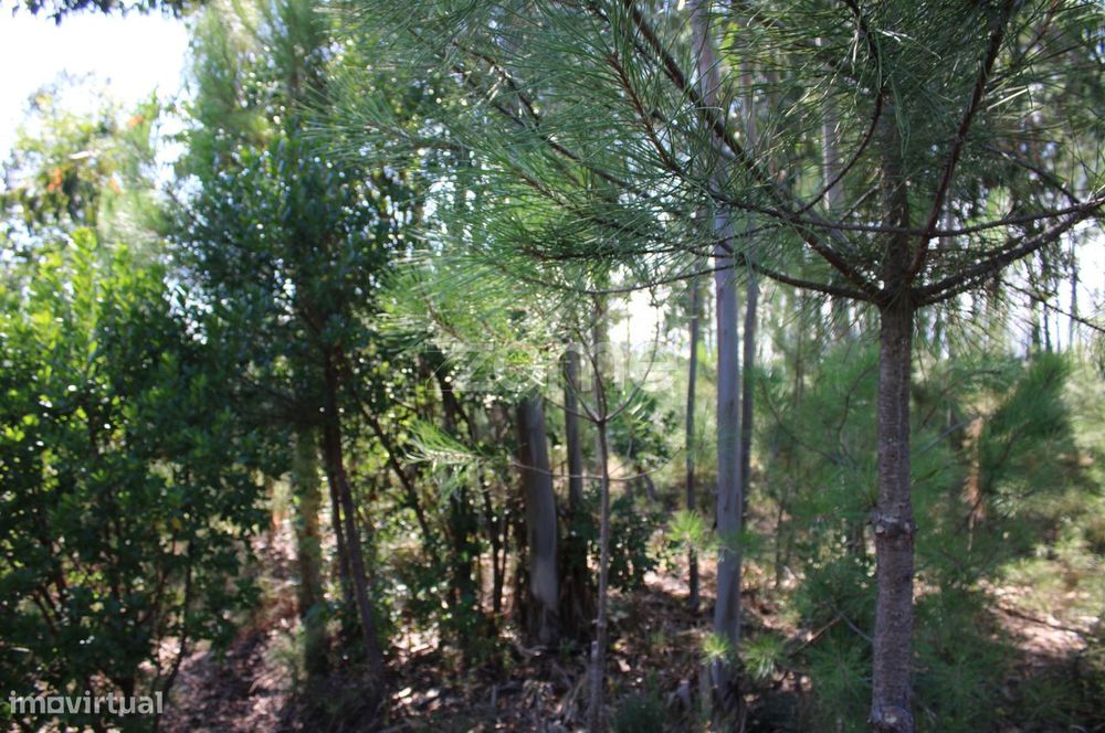 Terreno rural, agrícola, vinha, pinheiros mansos e olival