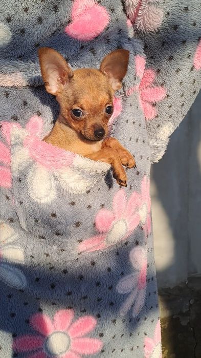 Охрана для кармана!