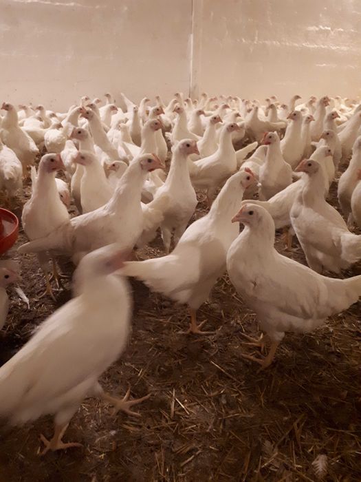 Kury nioski młode Rosa Messa Leghorn z jajkiem z wolnego wybiegu.