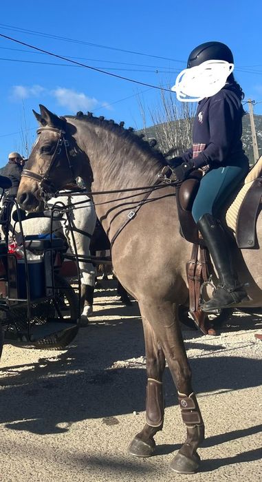 Cavalo baio, livro verde