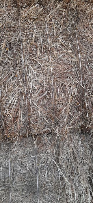 Feno ano 2025 de tritical com erva espontânea e aveia com erva espontâ