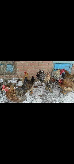 Інкубаційне яйце курей породи Легбар.
