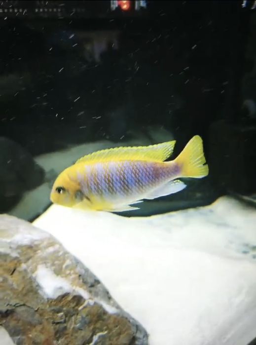 Ciclideos africanos machos Malawi