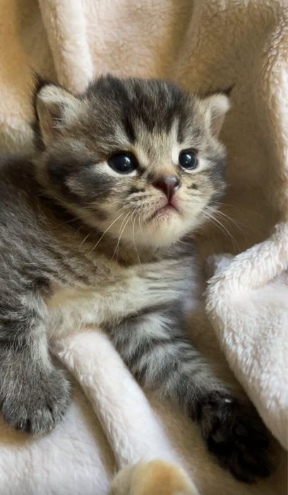 Шотландские черно золотые девочки, котята, шоколадные,кошечки