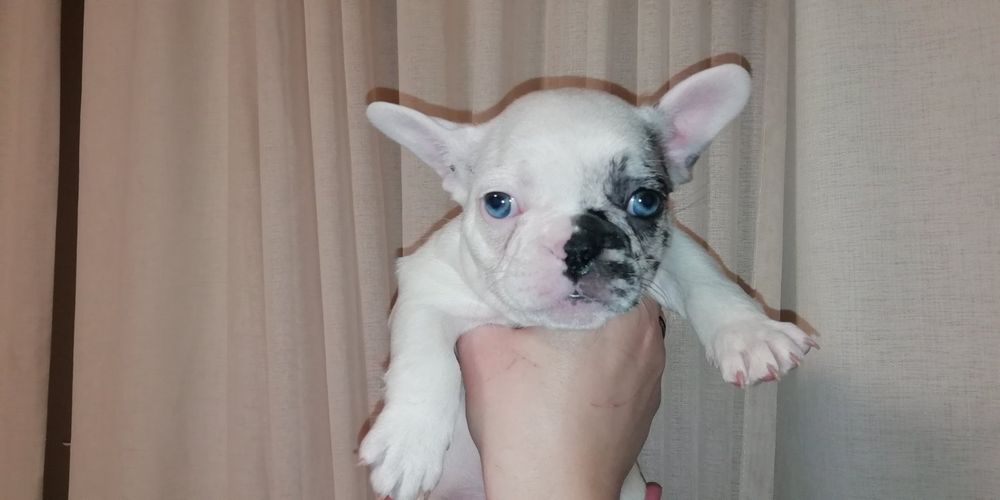 Щенята  Французского Бульдога