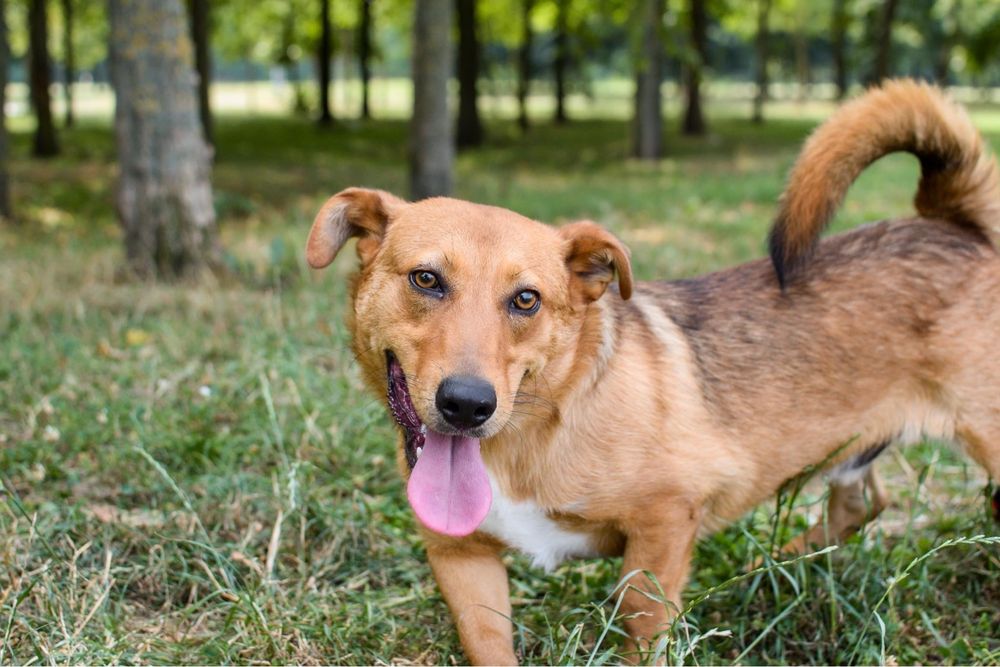 Apik- rudy młody wesoły piesek do adopcji