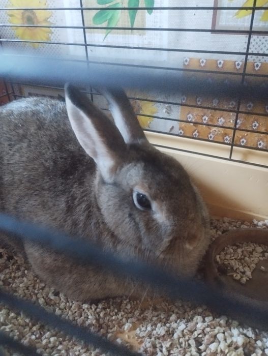 Кролик Мося ищет дом